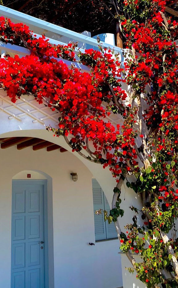 A red bougainvillea at hotel Petali Village in Sifnos
